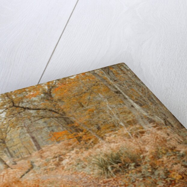 Canal through forest by Assaf Frank